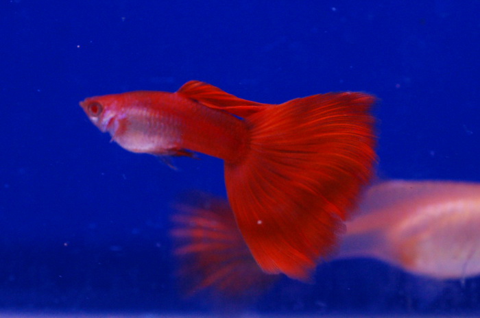 รูปภาพ ปลาหางนกยูง ปลาสวยงาม โชว์รูปเด็ดสวยๆ