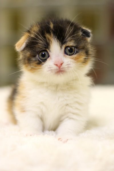 รูปภาพ แมวน่ารัก แมวน้อย สัตว์เลี้ยง ลูกแมว เหมียวหน้าบ้องแบ๊ว