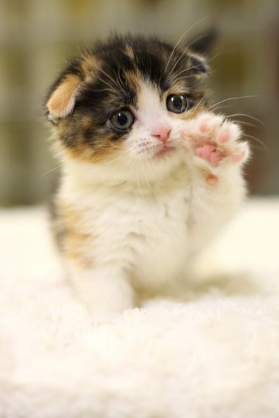 รูปภาพ แมวน่ารัก แมวน้อย สัตว์เลี้ยง ลูกแมว เหมียวหน้าบ้องแบ๊ว