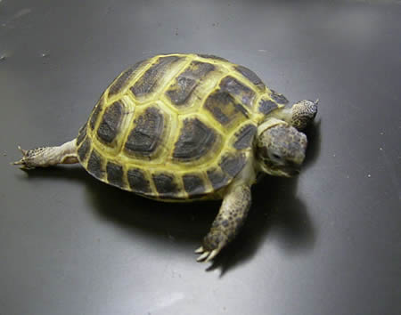 รูปภาพ เต่า เลี้ยงเต่า สัตว์เลี้ยง รูปเต่า สัตว์น่ารักอีกตัว
