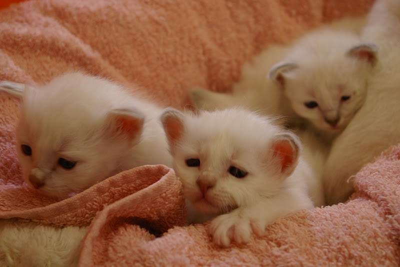 รูปภาพ ครอบครัวน้องเหมียว ลูกแมวน้อยน่ารัก