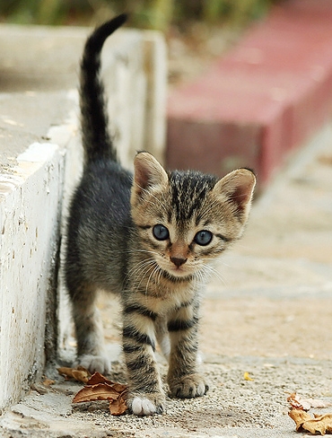 รูปภาพ ลูกแมวน้อย แมวเหมียว ภาพลูกแมว แบบน่ารักๆ ฉบับแมวเหมียว