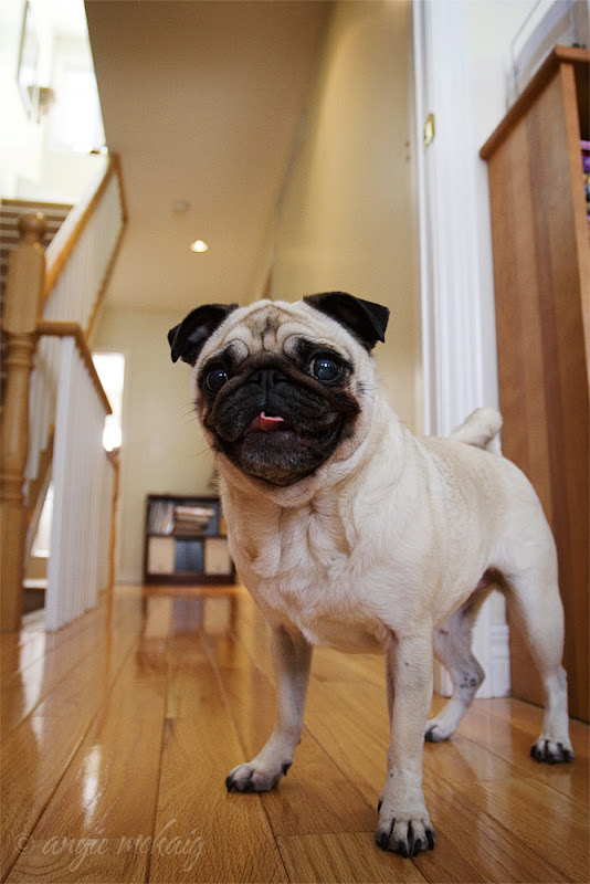 รูปภาพ ปั๊ก pug สัตว์เลี้ยง สุนัข หมาหน้าย่นแสนน่ารัก