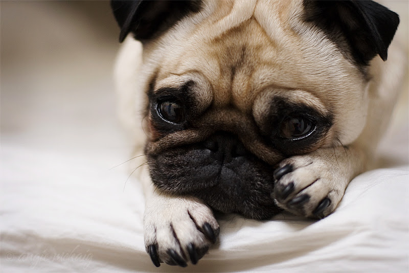 รูปภาพ ปั๊ก pug สัตว์เลี้ยง สุนัข หมาหน้าย่นแสนน่ารัก