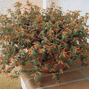 [cuphea[3].jpg]