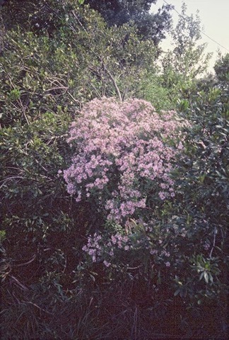 [carolinianus[4].jpg]