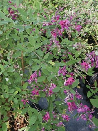 [Lespedeza-Spring-Grove[1][3].jpg]