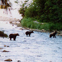 Brown bear