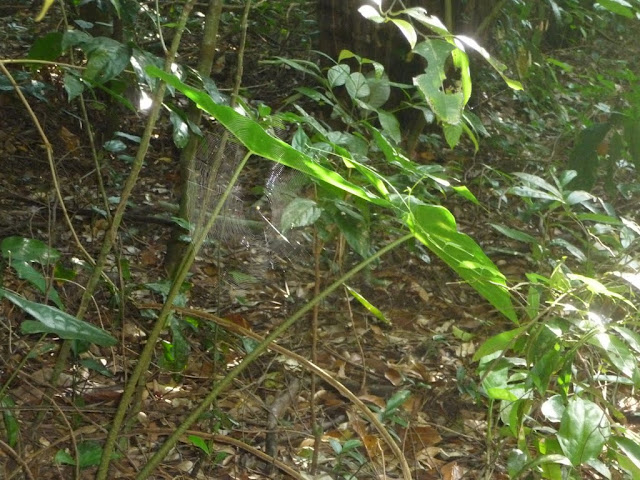 Джунгли острова Кох Та