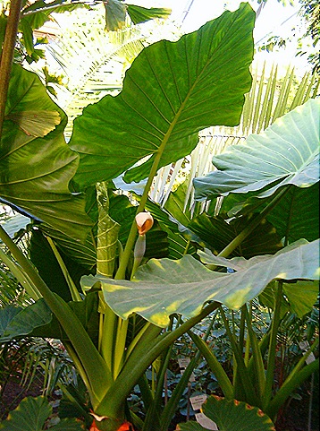 [Alocasia_macrorrhiza_BotGardBln1105InflorescenceLeavesHabitus[16].jpg]