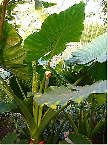 Alocasia_macrorrhiza_BotGardBln1105InflorescenceLeavesHabitus