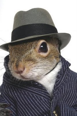 http://lh5.ggpht.com/_4o6frZEnR-s/TGnFKUZCrgI/AAAAAAAAAmg/KgOFJZI5NJ8/squirrel-pimp.jpg