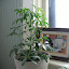 Random Houseplant