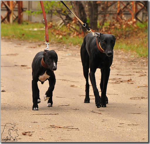 http://lh5.ggpht.com/_4oc2pwSoy2Q/SuXu1mIZXHI/AAAAAAAADJo/i8-tpBmJ6sQ/09-10-18_devaj_pegazus_tisza-parti_szelvesz_Nr1_whippet_04.jpg