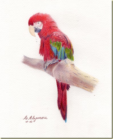Papagayo 02
