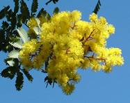 mimosa-in-flower1