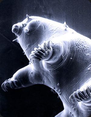 tardigrade-water-bear