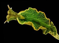  Elysia chlorotica : Siput yang bisa melakukan fotosintesis