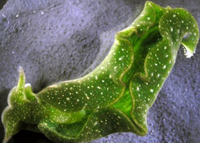  Elysia chlorotica : Siput yang bisa melakukan fotosintesis