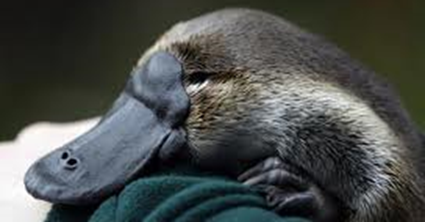 Platypus : Hewan petelur yang menyusui Platypus : Hewan petelur yang menyusui