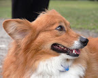  dogs