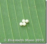 Blue Morpho eggs (resized) Blue Morpho eggs (resized)