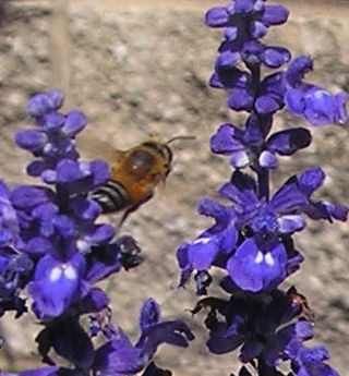 [honey bee flying[3].jpg]