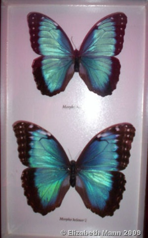 [blue butterfly[3].jpg]