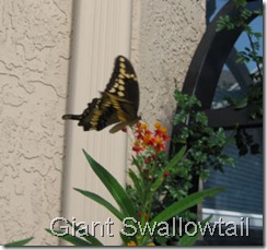 giant swallowtail drinking from milkweed
