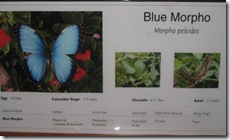 Morpho sign