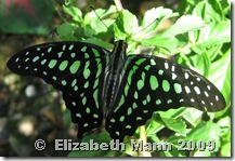 Tailed Jay