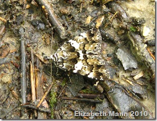 camouflaged moth