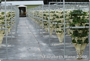 ... Garden: Hydroponically Grown Produce at Rabbit Run Farm Fort Myers, FL