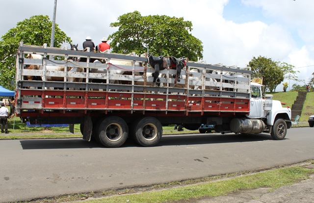[horsesintruck3.jpg]