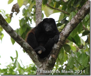 howler monkey