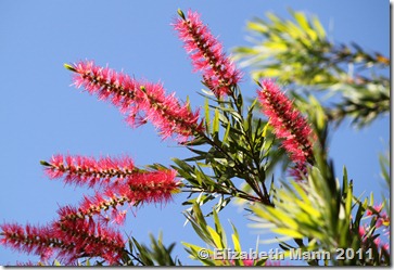 flowers pink