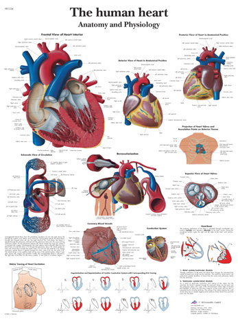 human anatomy chart. Human reviewapr , wide range