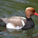 Red-crested Pochard
