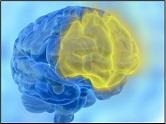 [activacion-del-cortex-prefrontal-presenta-mejoras-en-la-memoria-de-trabajo_a_a[2].jpg]