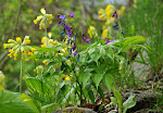 04-05 hrachor lecha (jarn�)