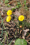 03-04 podběl lékařský