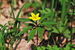 03-04 sasanka pryskyřníkovitá