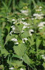 04-10 Hluchavka nachov�