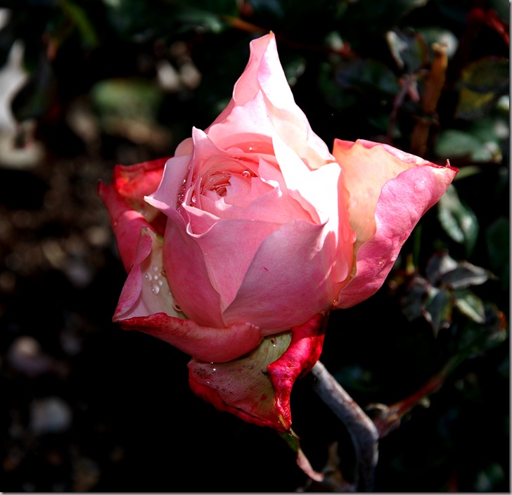 DSC_2700c