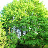 kaaplandgroen_002[1].JPG