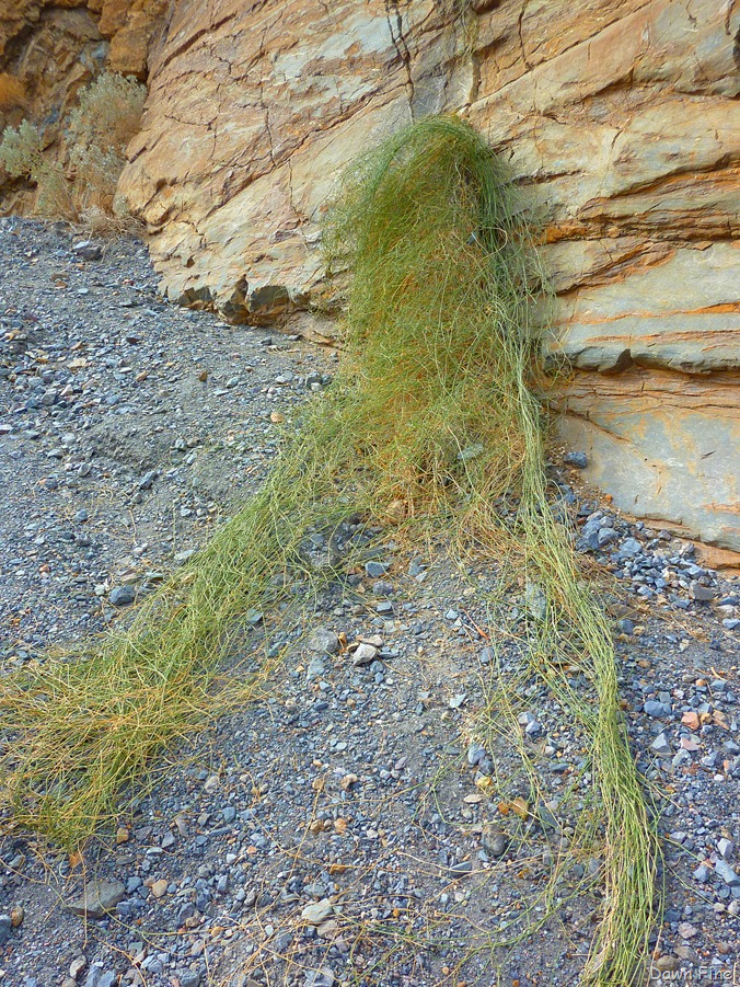 [mosaic canyon_077[4].jpg]