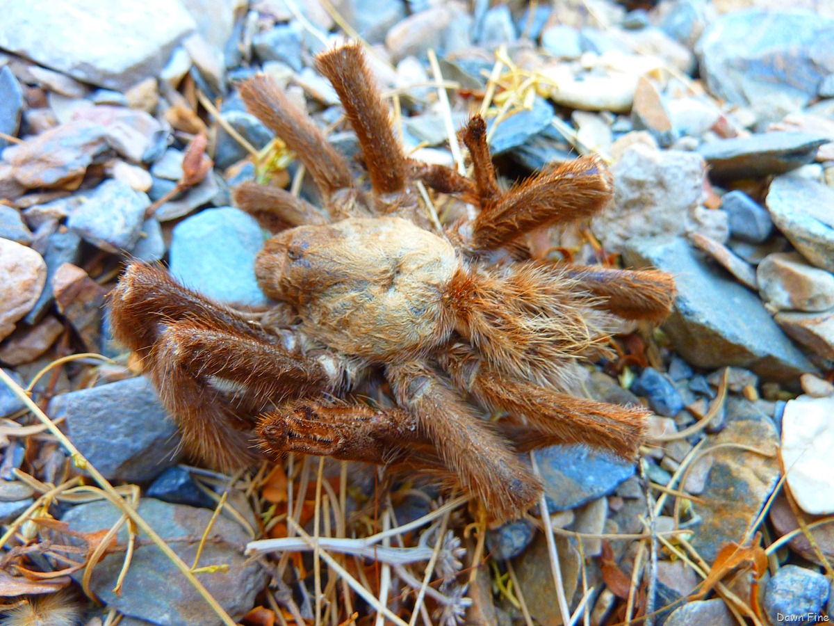 [mosaic canyon_128[3].jpg]