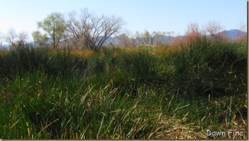 sweetwater wetlands_007