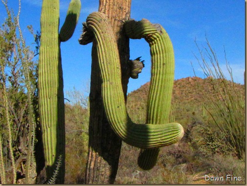 Sonoran NP west_038