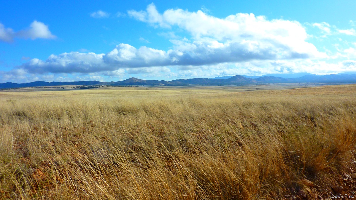 [San Rafael Grasslands_011[3].jpg]